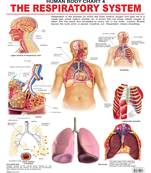 The Respiratory System Reference Educational Wall Chart by Dreamland Publications 9788184511253