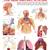 The Respiratory System Reference Educational Wall Chart by Dreamland Publications 9788184511253