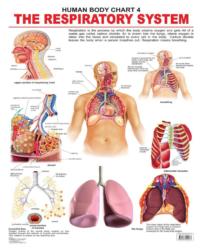 The Respiratory System Reference Educational Wall Chart by Dreamland Publications 9788184511253