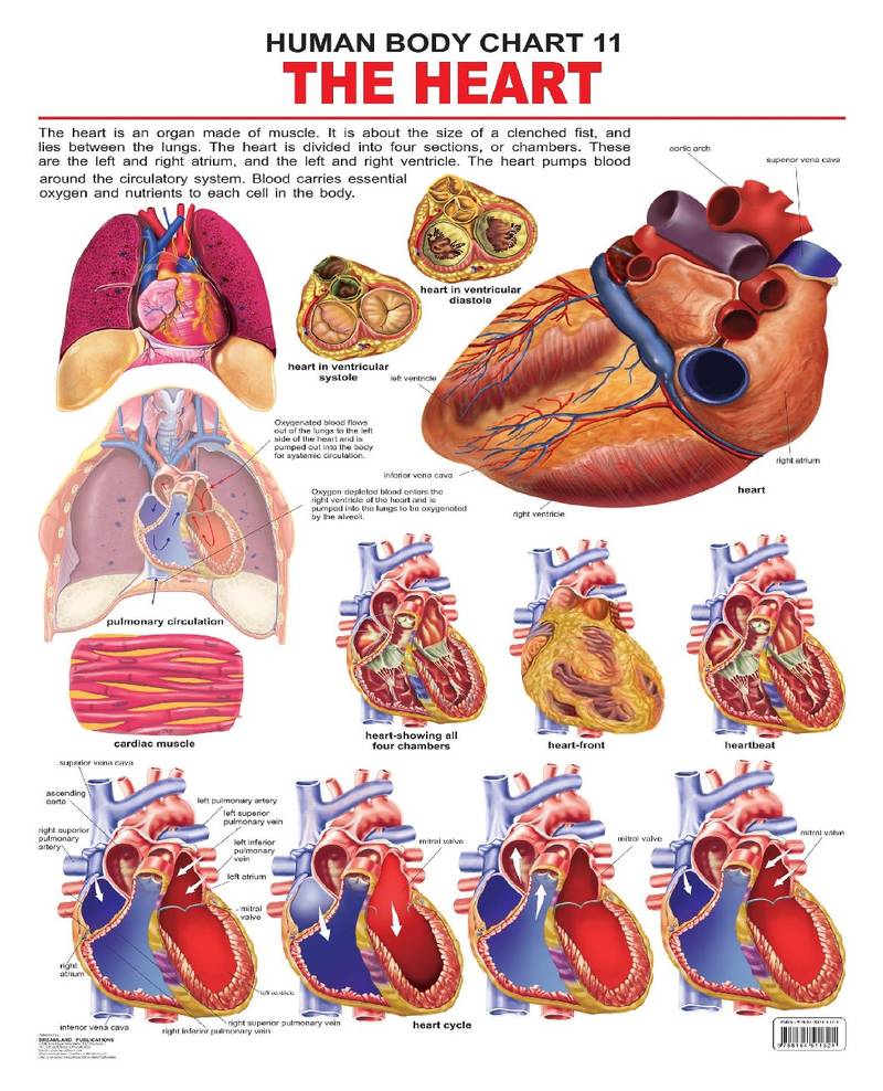 The Heart Reference Educational Wall Chart by Dreamland Publications 9788184511321