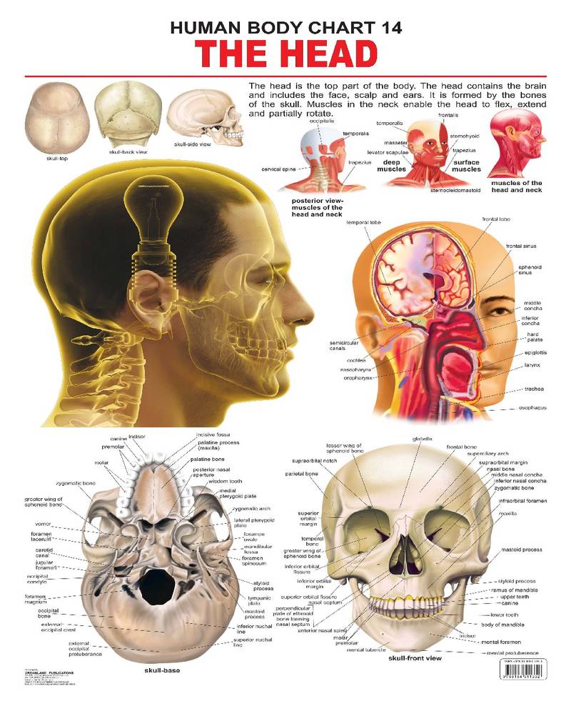 Head Process Chart The Head Reference Educational Wall Chart by Dreamland Publications ...