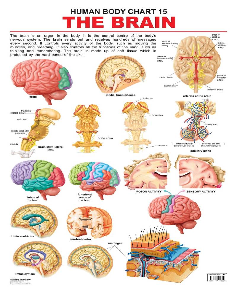 The Brain Reference Educational Wall Chart by Dreamland Publications ...