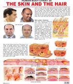 The Hair & the Skin Reference Educational Wall Chart by Dreamland Publications 9788184511413