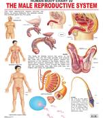 The Male Reproductive System Reference Educational Wall Chart by Dreamland Publications 9788184511437