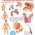 The Male Reproductive System Reference Educational Wall Chart by Dreamland Publications 9788184511437