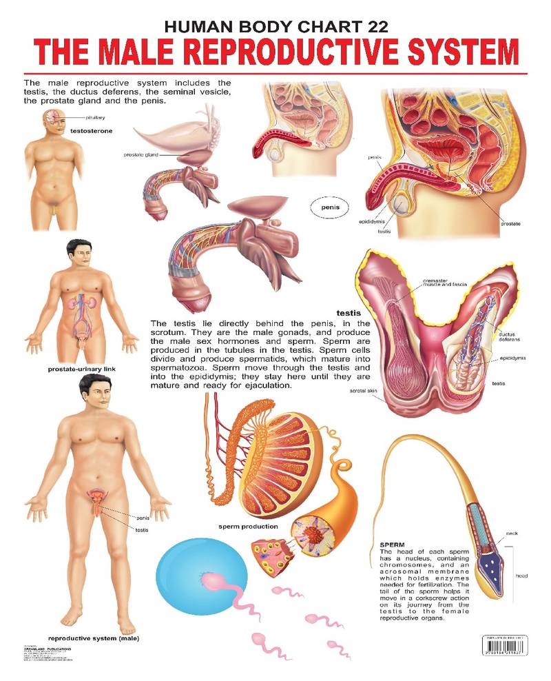 The Male Reproductive System Reference Educational Wall Chart by Dreamland Publications 9788184511437