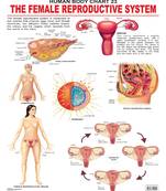 The Female Reproductive System Reference Educational Wall Chart by Dreamland Publications 9788184511444