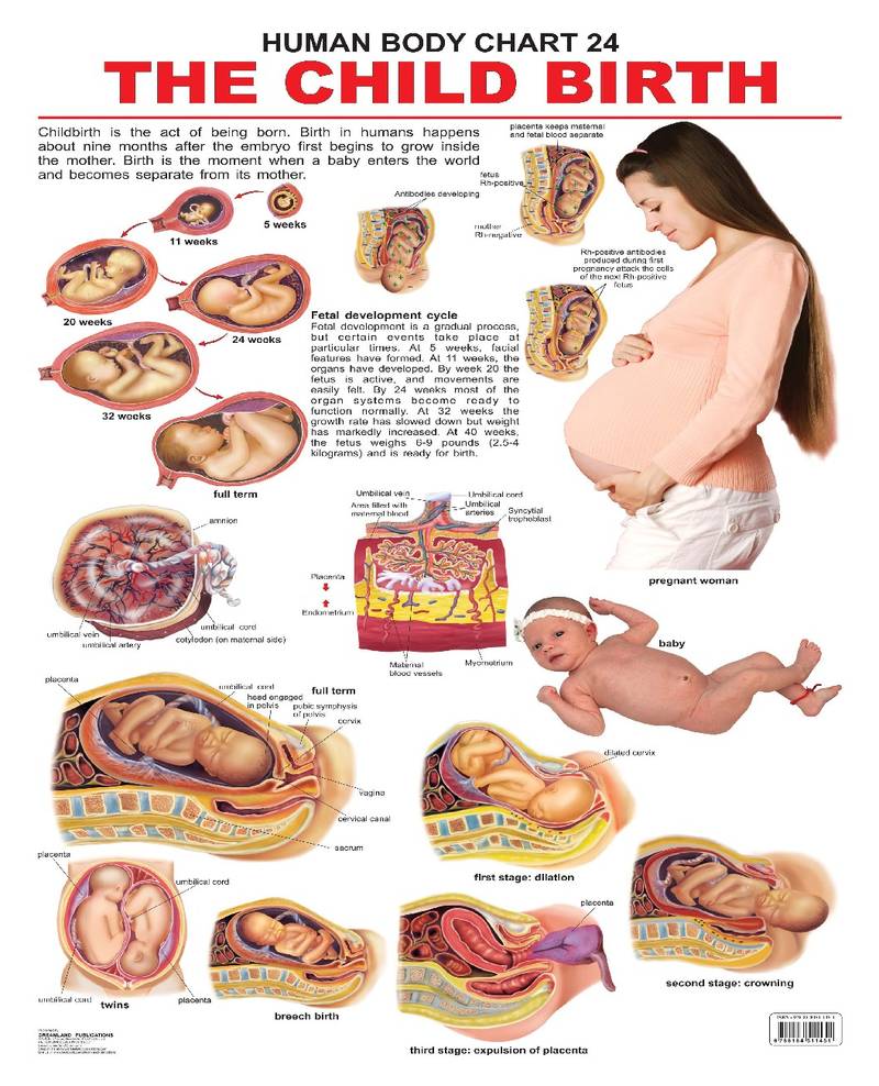The Child Birth Reference Educational Wall Chart by Dreamland ...