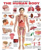 The Human Body Chart Early Learning Educational Wall Chart by Dreamland Publications 9789350893036
