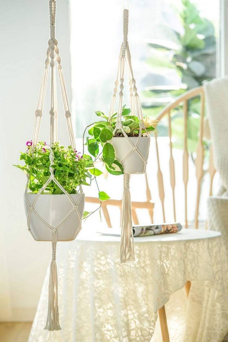 corn plant indoor Corn Plant (Dracaena fragrans 'Massangeana') Indoor / Outdoor Live Pla   Bloomica