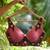 Suta Women''S Pink Embroidered Cotton Saree Blouse'