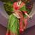 Green woven brasso saree with blouse