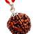 Aurra Stores 5 mukhi / five Face Rudraksha Pendant Jgl Certified