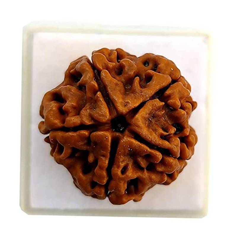 Aurra Stores 5 mukhi / five Face Rudraksha Pendant Jgl Certified