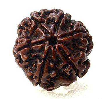 Aurra Stores 6 mukhi / six Face Rudraksha Pendant Jgl Certified 1