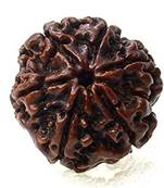 Aurra Stores 6 mukhi / six Face Rudraksha Pendant Jgl Certified