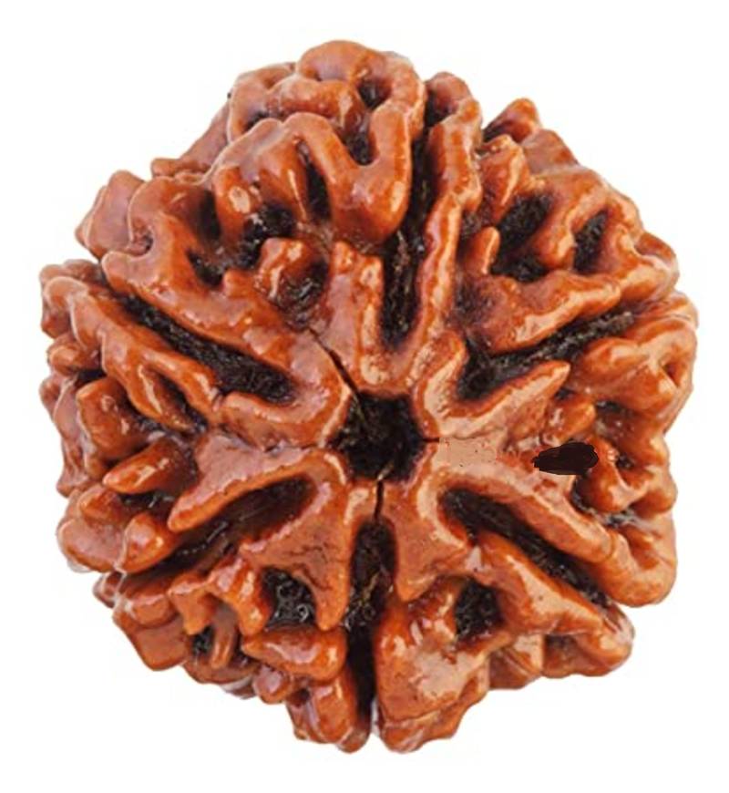Aurra Stores 6 mukhi / six Face Rudraksha Pendant Jgl Certified