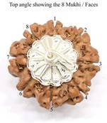 Aurra Stores8 mukhi / 8 Face Rudraksha Pendant Jgl Certified
