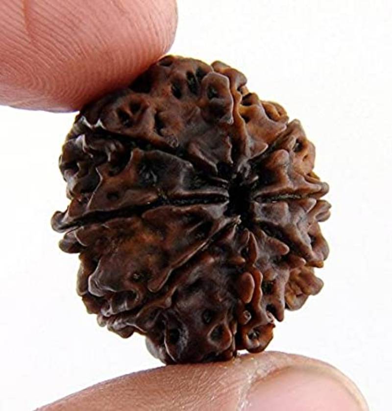 Aurra Stores8 mukhi / 8 Face Rudraksha Pendant Jgl Certified