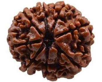 Aurra Stores8 mukhi / eight Face Rudraksha Pendant Jgl Certified 1