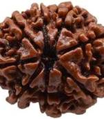 Aurra Stores8 mukhi / eight Face Rudraksha Pendant Jgl Certified