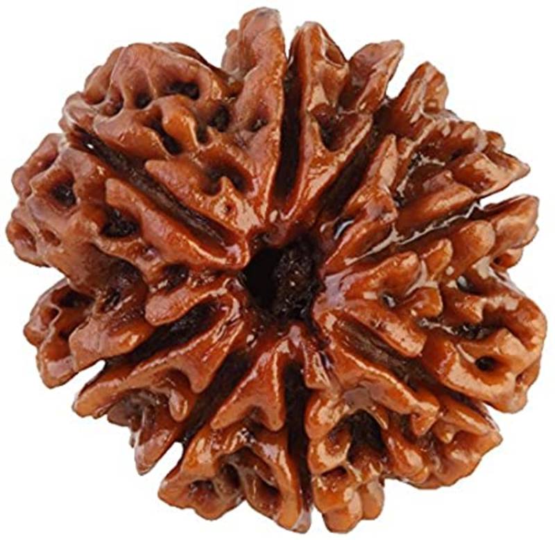 Aurra Stores8 mukhi / eight Face Rudraksha Pendant Jgl Certified