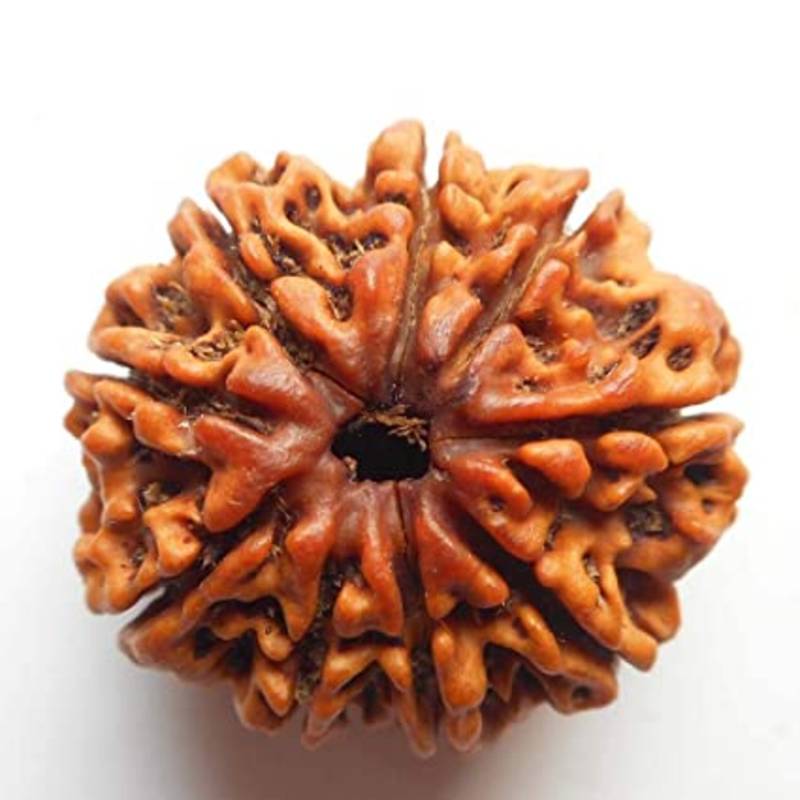 Aurra Stores 9 mukhi / 9 Face Rudraksha Pendant Jgl Certified