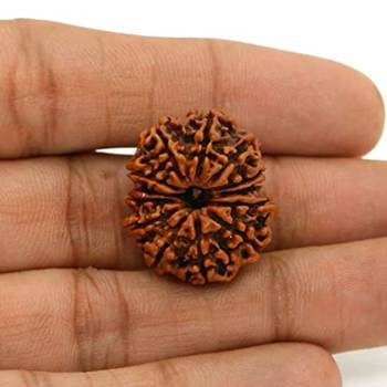 Aurra Stores 13 mukhi / 13 Face Rudraksha Pendant Jgl Certified 2