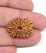 Aurra Stores 14 mukhi / 14 Face Rudraksha Pendant Jgl Certified