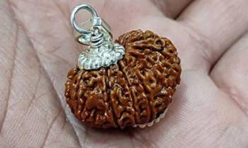 Aurra Stores 14 mukhi / 14 Face Rudraksha Pendant Jgl Certified 2