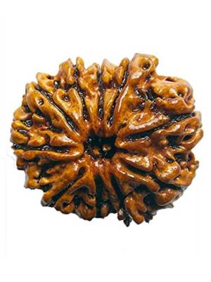 Aurra Stores 10 mukhi / ten Face Rudraksha Pendant Jgl Certified 1