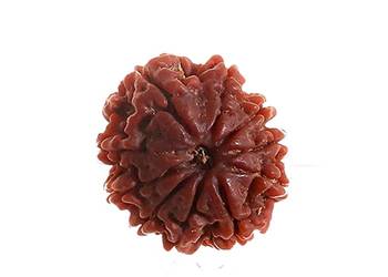 Aurra Stores 10 mukhi / ten Face Rudraksha Pendant Jgl Certified 3