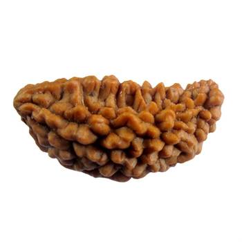 Natural 1 Mukhi One Faced Nepali Rudraksha Beads at Wholesale Rate Healing Loose Fine Quality Astrology Jewellery 1 Pcs 1
