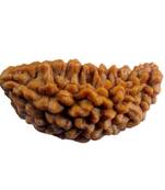 Natural 1 Mukhi One Faced Nepali Rudraksha Beads at Wholesale Rate Healing Loose Fine Quality Astrology Jewellery 1 Pcs