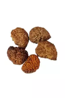 Natural 1 Mukhi One Faced Nepali Rudraksha Beads at Wholesale Rate Healing Loose Fine Quality Astrology Jewellery 1 Pcs