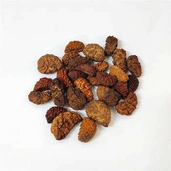 Natural 1 Mukhi One Faced Nepali Rudraksha Beads at Wholesale Rate Healing Loose Fine Quality Astrology Jewellery 1 Pcs 3