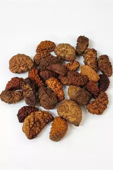 Natural 1 Mukhi One Faced Nepali Rudraksha Beads at Wholesale Rate Healing Loose Fine Quality Astrology Jewellery 1 Pcs