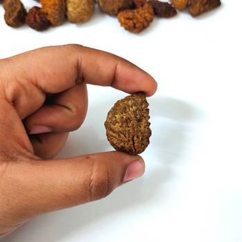 Natural 1 Mukhi One Faced Nepali Rudraksha Beads at Wholesale Rate Healing Loose Fine Quality Astrology Jewellery 1 Pcs 4