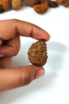 Natural 1 Mukhi One Faced Nepali Rudraksha Beads at Wholesale Rate Healing Loose Fine Quality Astrology Jewellery 1 Pcs
