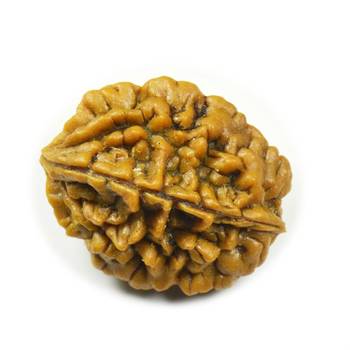 Natural 2 Mukhi Two Faced Nepali Rudraksha Beads at Wholesale Rate Healing Loose Fine Quality Astrology Jewellery 1 Pcs 1