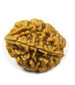 Natural 2 Mukhi Two Faced Nepali Rudraksha Beads at Wholesale Rate Healing Loose Fine Quality Astrology Jewellery 1 Pcs