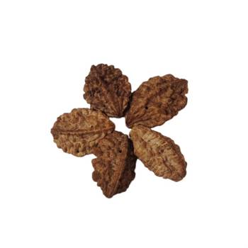 Natural 2 Mukhi Two Faced Nepali Rudraksha Beads at Wholesale Rate Healing Loose Fine Quality Astrology Jewellery 1 Pcs 2