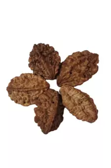 Natural 2 Mukhi Two Faced Nepali Rudraksha Beads at Wholesale Rate Healing Loose Fine Quality Astrology Jewellery 1 Pcs