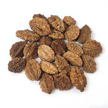 Natural 2 Mukhi Two Faced Nepali Rudraksha Beads at Wholesale Rate Healing Loose Fine Quality Astrology Jewellery 1 Pcs 3