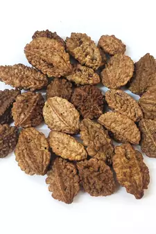 Natural 2 Mukhi Two Faced Nepali Rudraksha Beads at Wholesale Rate Healing Loose Fine Quality Astrology Jewellery 1 Pcs