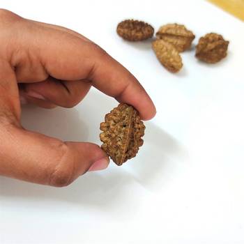 Natural 2 Mukhi Two Faced Nepali Rudraksha Beads at Wholesale Rate Healing Loose Fine Quality Astrology Jewellery 1 Pcs 4