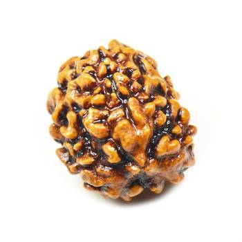 Natural 3 Mukhi Three Faced Rishikesh Rudraksha at Wholesale Rate Healing Loose Fine Quality Astrology Jewellery 1 Pcs 1