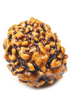 Natural 3 Mukhi Three Faced Rishikesh Rudraksha at Wholesale Rate Healing Loose Fine Quality Astrology Jewellery 1 Pcs