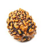 Natural 3 Mukhi Three Faced Rishikesh Rudraksha at Wholesale Rate Healing Loose Fine Quality Astrology Jewellery 1 Pcs