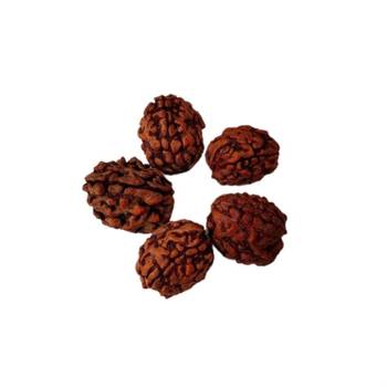Natural 3 Mukhi Three Faced Rishikesh Rudraksha at Wholesale Rate Healing Loose Fine Quality Astrology Jewellery 1 Pcs 2